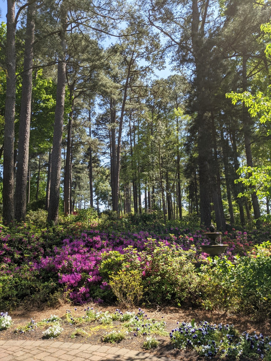 Day dates and Azaleas