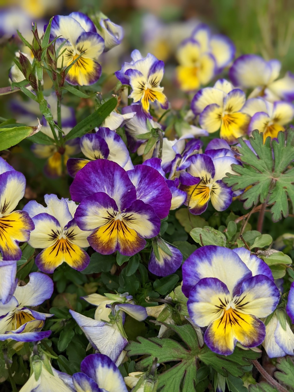 Scribble Drabble Scrabble