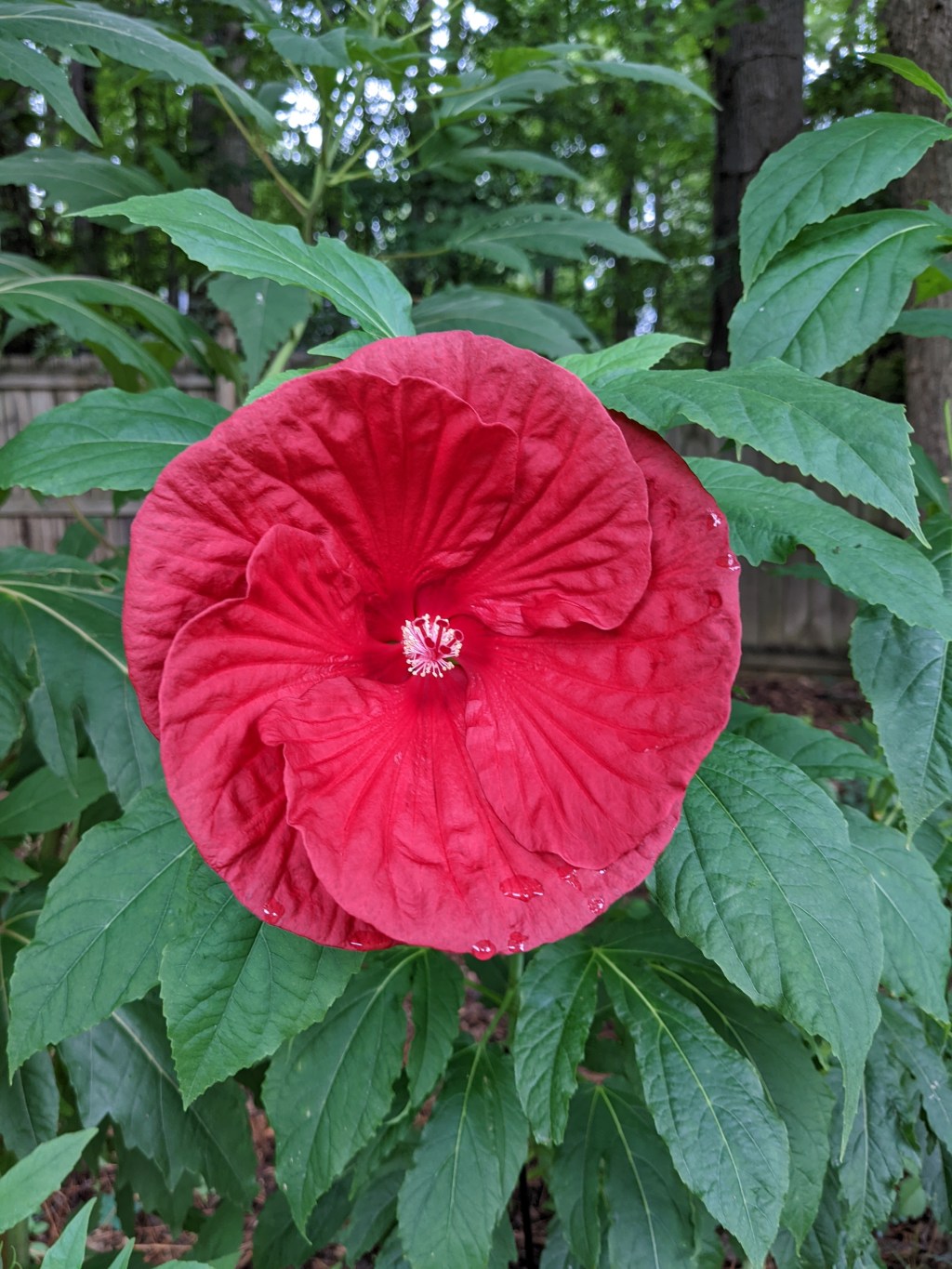 Backyard Forest Adventures
